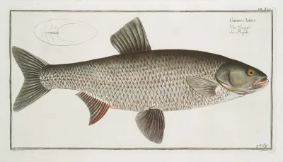Cyprinus Aspius The Aspius