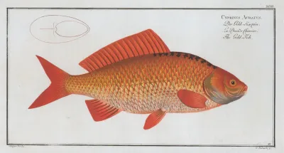 Cyprinus Auratus The Gold Fish