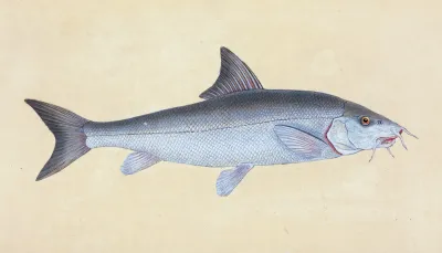 Cyprinus Barbus Barbel