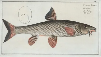 Cyprinus Barbus The Barbel