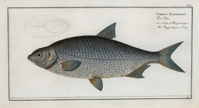 Cyprinus Buggenhagii The Buggenhagens Carp