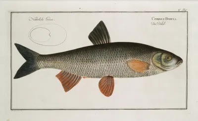 Cyprinus Dobula The Dobula