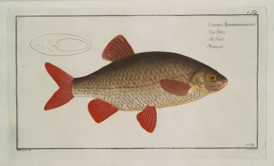 Cyprinus Erythrophthalmus Erythrophtalmus The Rud