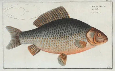 Cyprinus Gibelio The Gibel