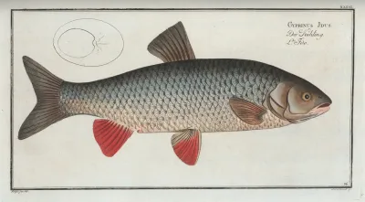 Cyprinus Idus The Idus Carp