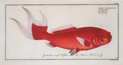 Cyprinus Macrophthalmus The Telescope
