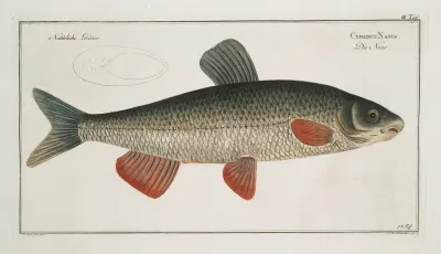 Cyprinus Nasus The Nase Carp