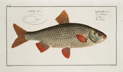 Cyprinus Rutilus The Roach