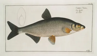 Cyprinus Vimba The Vimba