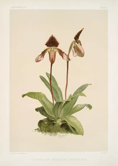 Cypripedium Hybridum Castleanum