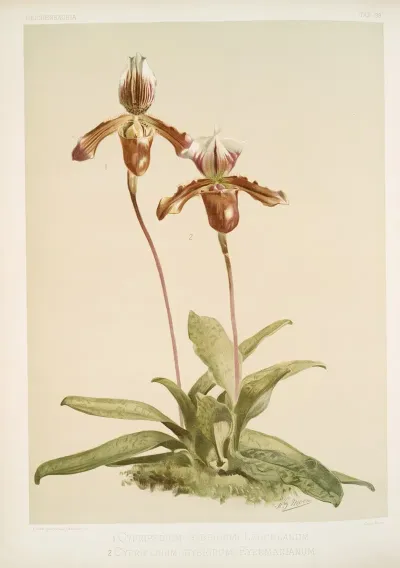 Cypripedium Hybridum Laucheanum Cypripedium Hybridum Eyermanianum