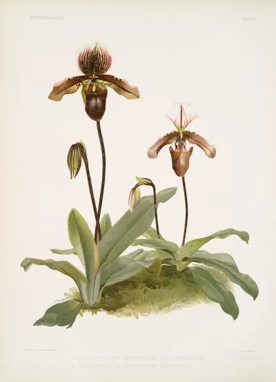 Cypripedium Hybridum Pollettianum Cypripedium Hybridum Maynardii