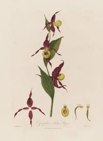 Cypripedium Ladies Slipper