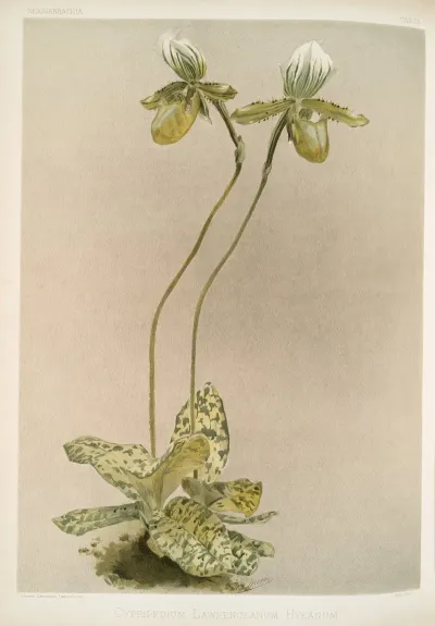 Cypripedium Lawrenceanum Hyeanum