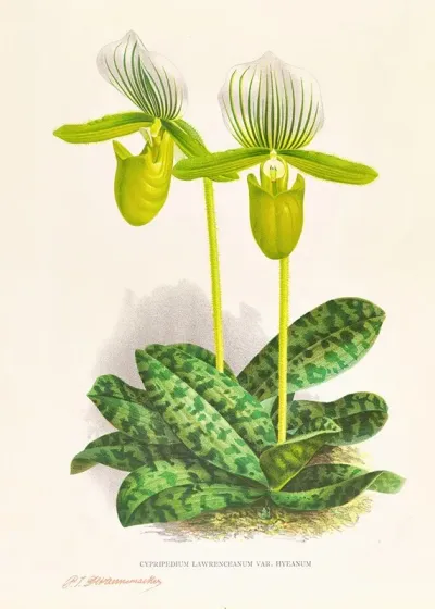 Cypripedium Lawrenceanum Var Hyeanum