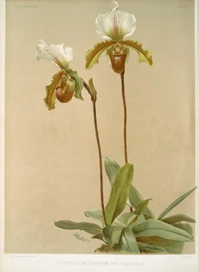 Cypripedium Leeanum Var Giganteum