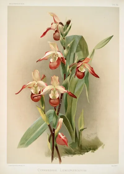 Cypripedium Lemoinierianum