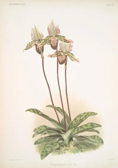 Cypripedium Lo