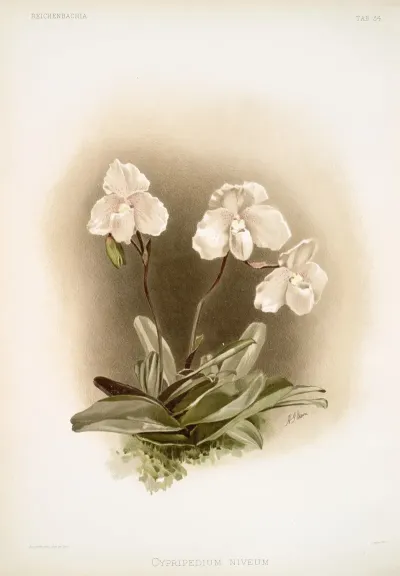 Cypripedium Niveum 3