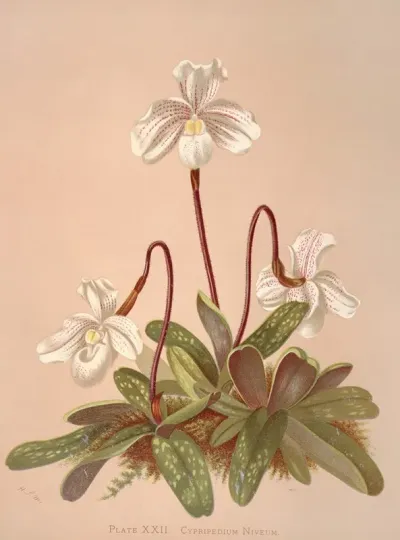 Cypripedium Niveum