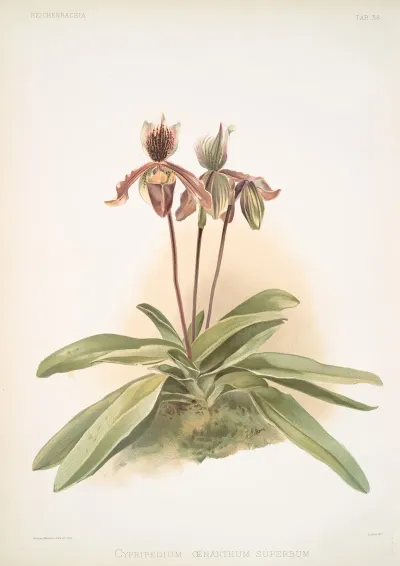Cypripedium Oenanthum Superbum 2