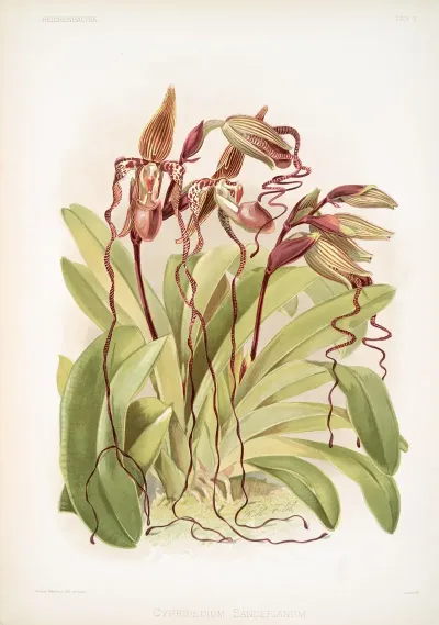 Cypripedium Sanderianum