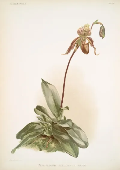 Cypripedium Selligerum Majus 2