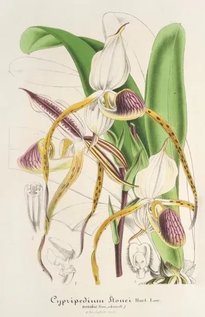 Cypripedium Stonei