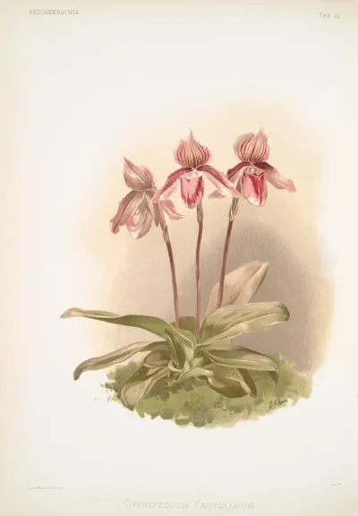 Cypripedium Tautzianum