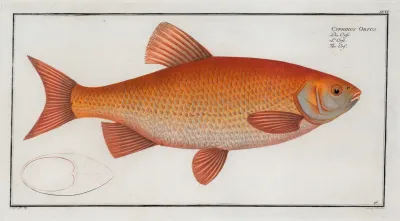 Cyprnus Orfus The Orf