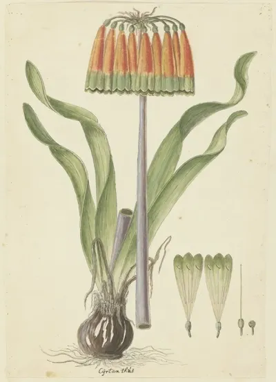 Cyranthus Obliquus L F Aiton Knysna Lily