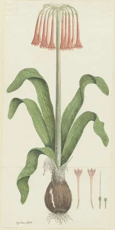 Cyrtanthus Carneus Lindl Sand Lily