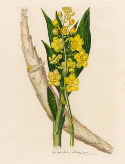 Cyrtopodium Glutiniferum