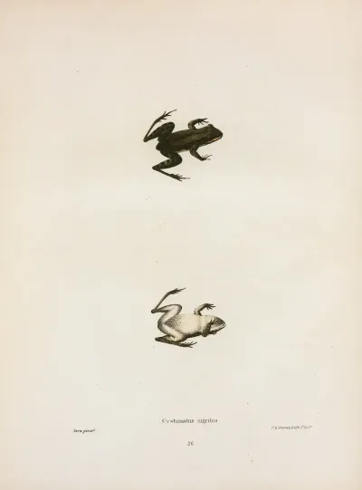 Cystignathus Nigritus