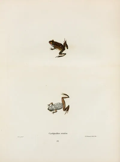Cystignathus Ornatus