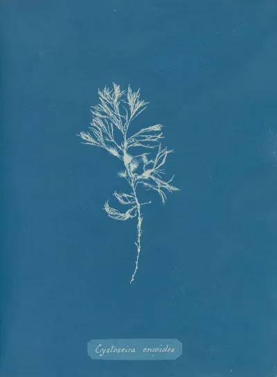 Cystoseira Ericoides 2
