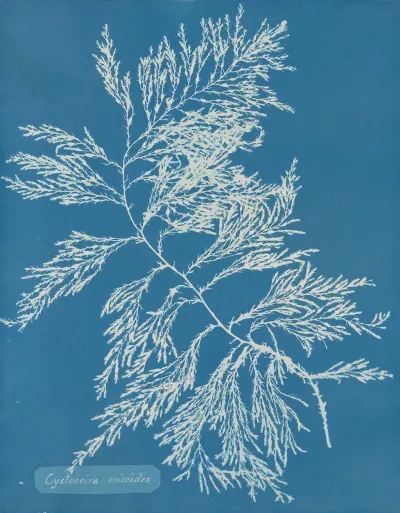 Cystoseira Ericoides