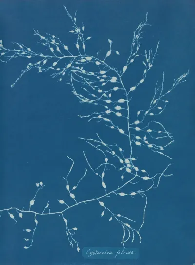 Cystoseira Fibrosa