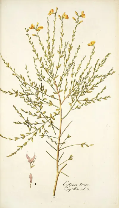 Cytisus Tener