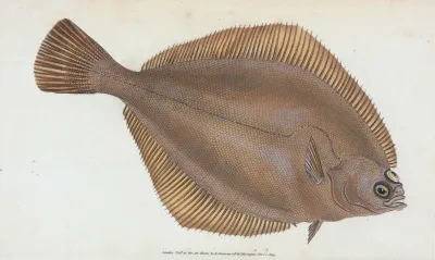 Dab Pleuronectes Limanda
