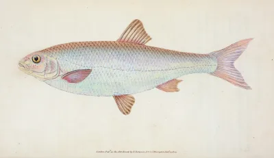 Dace Cyprinus Leuciscus