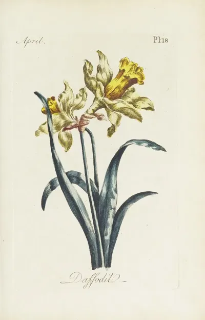Daffodil