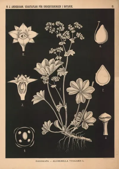 Daggkapa Alchemilla Vulgaris L