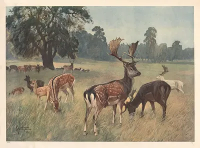 Dahjort