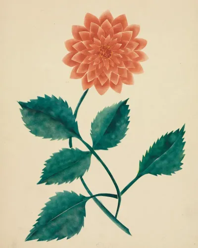 Dahlia 2