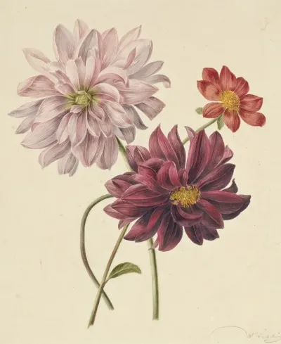 Dahlias