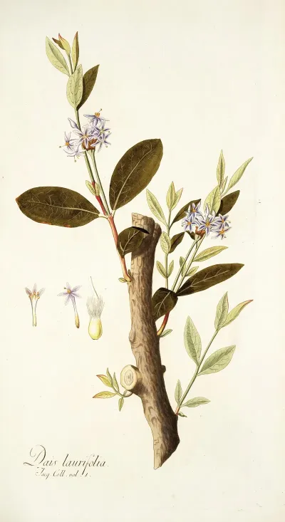 Dais Laurifolia