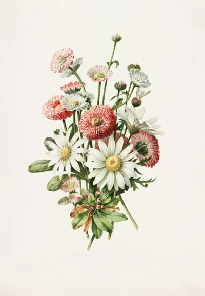 Daisies