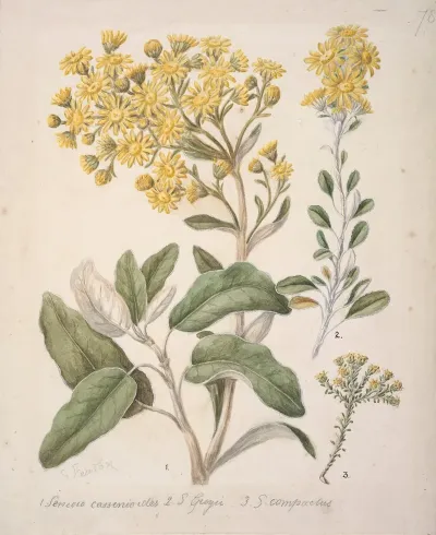 Daisy Brachyglottis