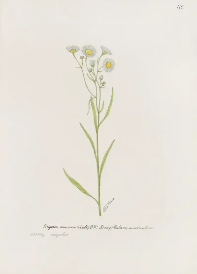 Daisy Fleabane